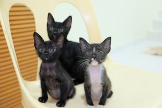 Kittens For Adoption - Domestic Medium Hair Cat