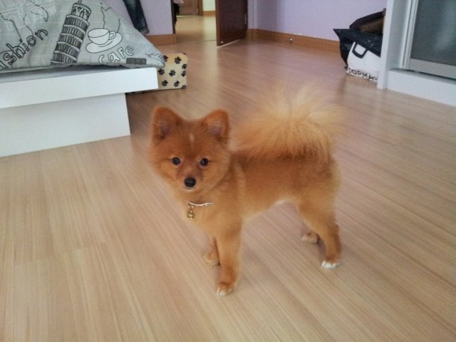 Lucky - Pomeranian Dog