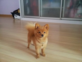 Lucky - Pomeranian Dog