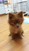 Lucky - Pomeranian Dog