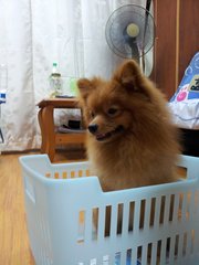 Lucky - Pomeranian Dog