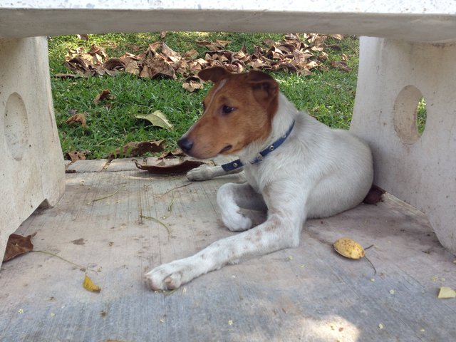 Cookie - Jack Russell Terrier Mix Dog