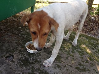 Cookie - Jack Russell Terrier Mix Dog