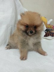 Sable Pomeranian - Pomeranian Dog