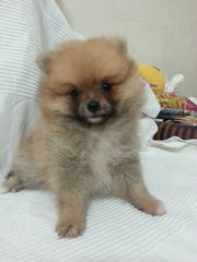 Sable Pomeranian - Pomeranian Dog