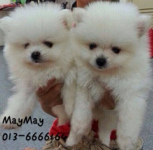 Pure White Pomeranian - Pomeranian Dog