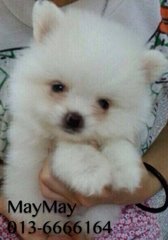 Pure White Pomeranian - Pomeranian Dog