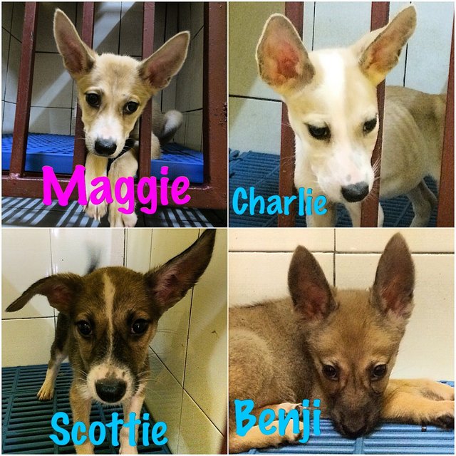 Rescued Pups For Adoption - German Shepherd Dog Mix Dog