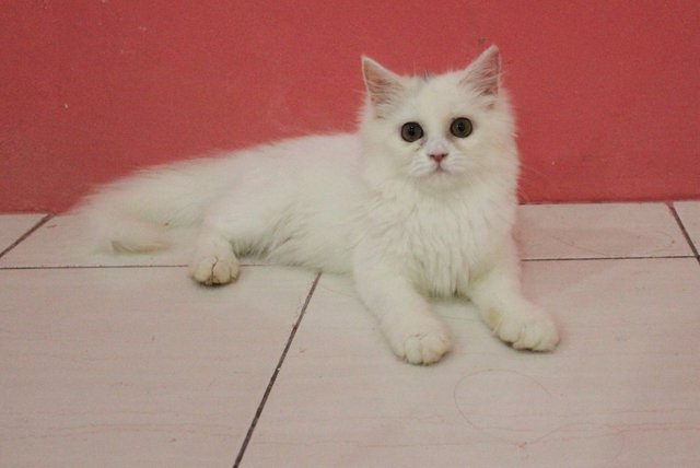 Persian Cat ( Kucing Parsi ) Betina - Persian Cat