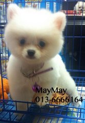 Quality  White Pomeranian - Pomeranian Dog