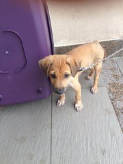 Shadow - Mixed Breed Dog