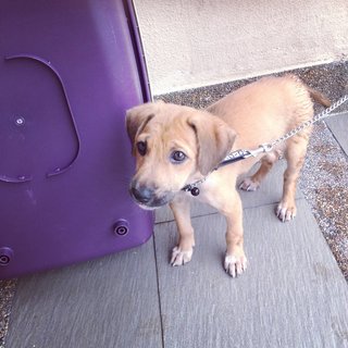 Shadow - Mixed Breed Dog