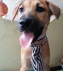 Ipoh - Lily - Mixed Breed Dog