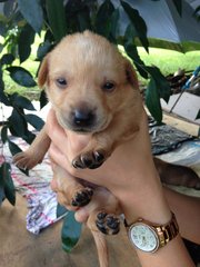 Puppies - Mixed Breed Dog