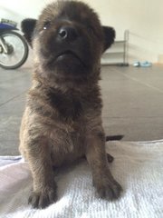 Puppies - Mixed Breed Dog