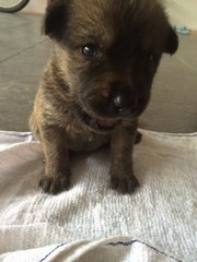 Puppies - Mixed Breed Dog