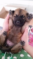 Puppies - Mixed Breed Dog