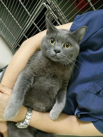 Mike - Russian Blue + Domestic Medium Hair Cat