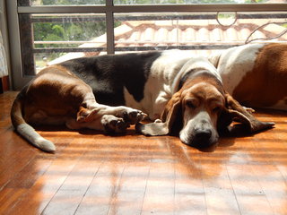 Nap time in a sun beam.