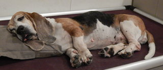 Nap time on the dog bed