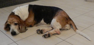 Nap time in the kitchen. I like to be close to my people so end up the kitchen to help out!