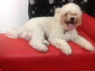 Taizi - Poodle Dog