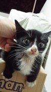 Meet the cutest kitten Felix the Cat aka Zorro