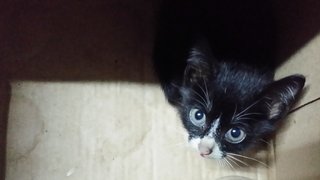 curiosity kitten