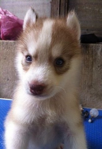 Cooper Husky Puppy - Husky Dog