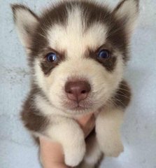 Cooper Husky Puppy - Husky Dog