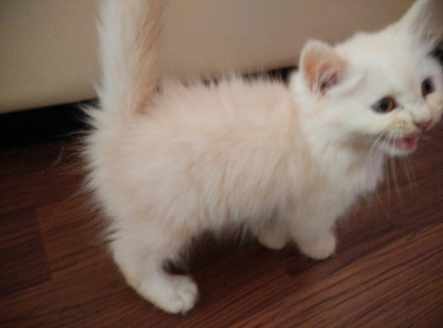 Orange - Persian + Ragamuffin Cat