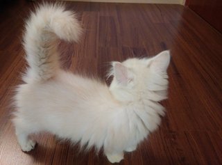 Orange - Persian + Ragamuffin Cat