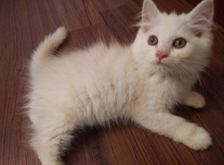 Orange - Persian + Ragamuffin Cat