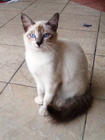 PF64264 - Siamese + Balinese Cat