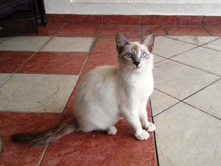 PF64264 - Siamese + Balinese Cat