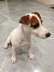 Ski - Jack Russell Terrier Dog