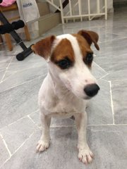 Ski - Jack Russell Terrier Dog