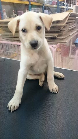 Happy - Mixed Breed Dog