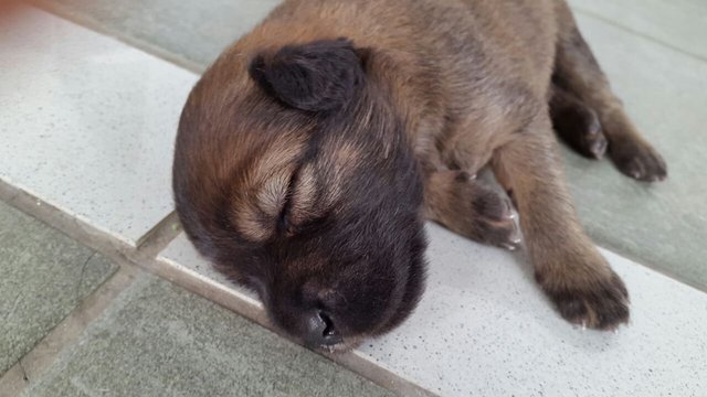 Bear - Mixed Breed Dog