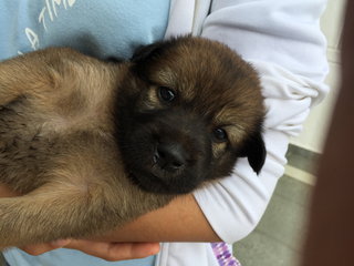 Bear - Mixed Breed Dog