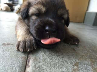 Bear - Mixed Breed Dog