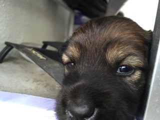 Bear - Mixed Breed Dog