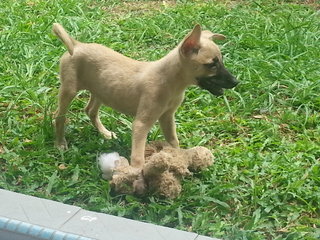 Crystal - Mixed Breed Dog