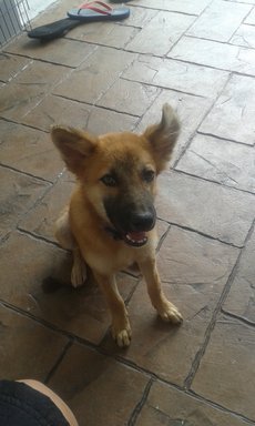 Simba - Mixed Breed Dog