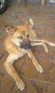 Simba - Mixed Breed Dog