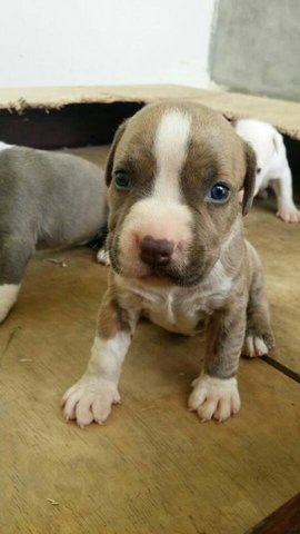 Bully Puppies  - American Bulldog Dog