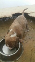 Bully Puppies  - American Bulldog Dog