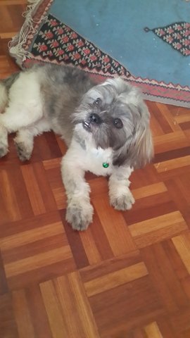 Nina - Shih Tzu Dog