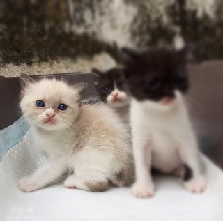 Stella - Siamese + Balinese Cat