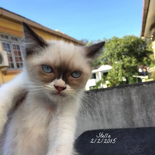 Stella - Siamese + Balinese Cat